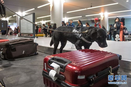 口岸監(jiān)管工作犬服務(wù)春運(yùn) 助力行李托運(yùn)安全